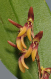 Trichosalpinx blaisdellii. Close-up.