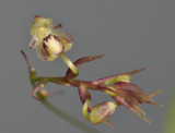 Bulbophyllum sp. sect. Lepanthanthe.
