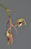 Bulbophyllum sp. sect. Lepanthanthe. Side.