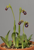 Ophrys speculum subsp. speculum. (O. speculum subsp. orientalis.)