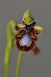 Ophrys speculum subsp. speculum. (O. speculum subsp. orientalis)