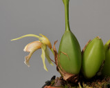 Coelogyne tommii. Side.