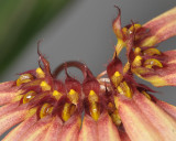 Bulbophyllum brevibrachiatum. Close-up. 20050659.jpg