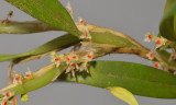 Bulbophyllum savaiense ssp. subcubicum. Closer.