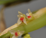 Bulbophyllum savaiense ssp. subcubicum. Close-up.