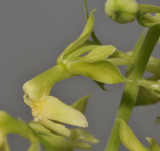 Calanthe cremeoviridis. Close-up.