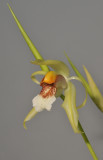 Coelogyne rumphii. Closer.