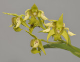 Dendrobium macrophyllum (var. veitchianum).