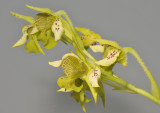 Dendrobium macrophyllum (var. veitchianum). Side.