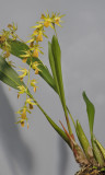 Dendrochilum sp.