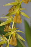 Dendrochilum sp. Closer.