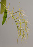 Epidendrum ciliare.