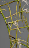 Epidendrum ciliare. Close-up.