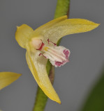 Eria sp. Close-up.