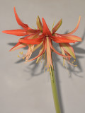 Hippeastrum Sumatra.