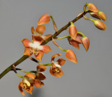 Neomoorea wallisii.