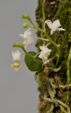 Phalaenopsis gibbosa.