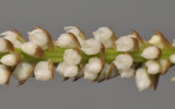 Thelasis sp. Close-up.