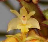 Trichotosia sp. Close-up.