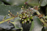 Amborella trichopoda. Fruits.