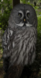 Strix nebulosa.