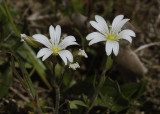 Cerastium arvense. Closer.