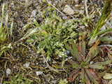 Cerastium fontanum. Dwarf form of poor sandy soil.