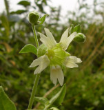 Silene baccifera. Flower close-up.