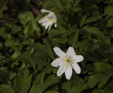 Anemone nemorosa.