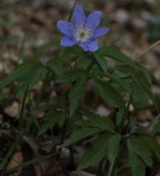 Anemone nemorosa. Blue form.
