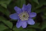 Anemone nemorosa. Blue form close-up.
