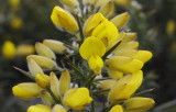 Ulex europeus. Close-up.