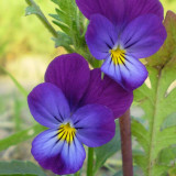 Viola tricolor Blue.