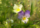 Viola arvensis and hybrid with V. tricolor (viola x contempta).