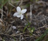 Viola canina forma alba.