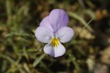 Viola curtisii. Close-up.