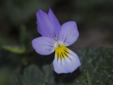 Viola curtisii. Close-up.