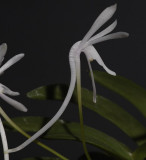 Neofinetia falcata 'Unkai' One flower.