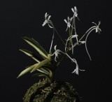 Neofinetia falcata 'Shinkotou'. The foliage of this particular plant is half white half green.