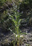 Cynoglossum officinale. Plant.