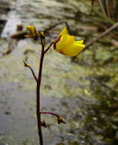 Utricularia vulgaris
