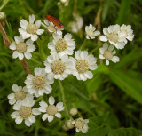 Achillea ptarmica.