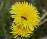 Taraxacum officinale.