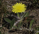 Hieracium pilosella.