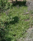 Convallaria majalis. Large colony.