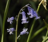 Hyacinthoides non-scripta.