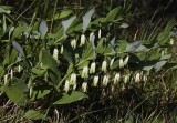 Polygonatum odoratum.