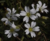 Cerastium arvense some flowers.