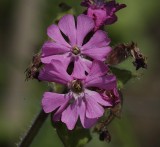 Silene dioica.