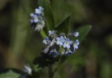 Myosotis arvensis.